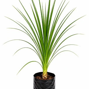Dracena – Verde y Burdeo