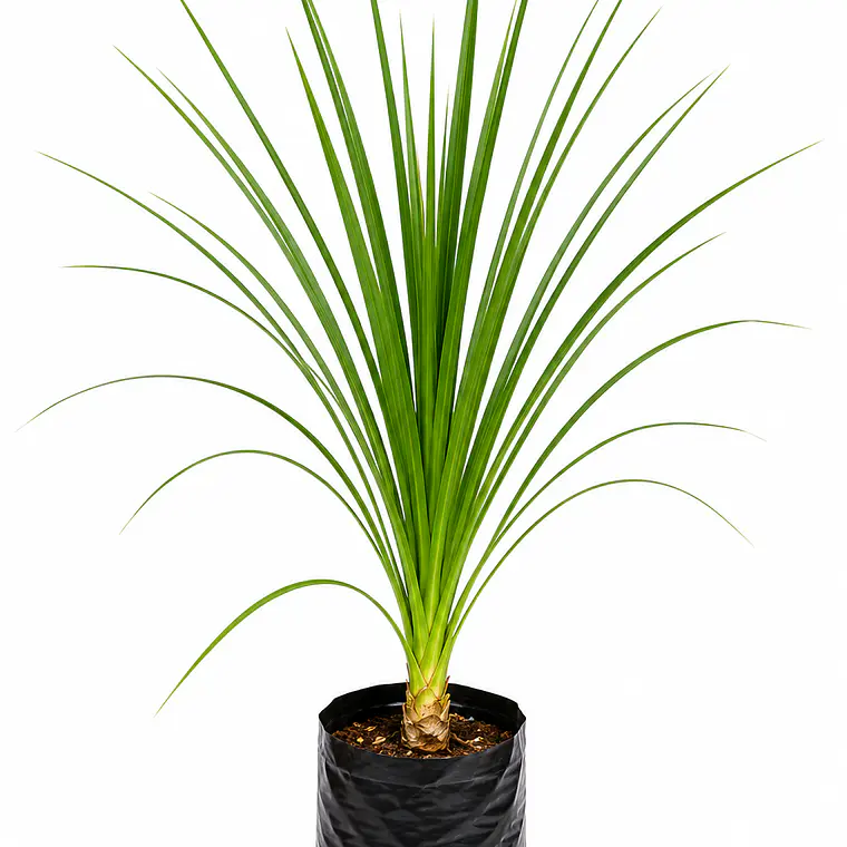 Dracena – Verde y Burdeo 1