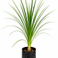 Dracena – Verde y Burdeo - Miniatura 1