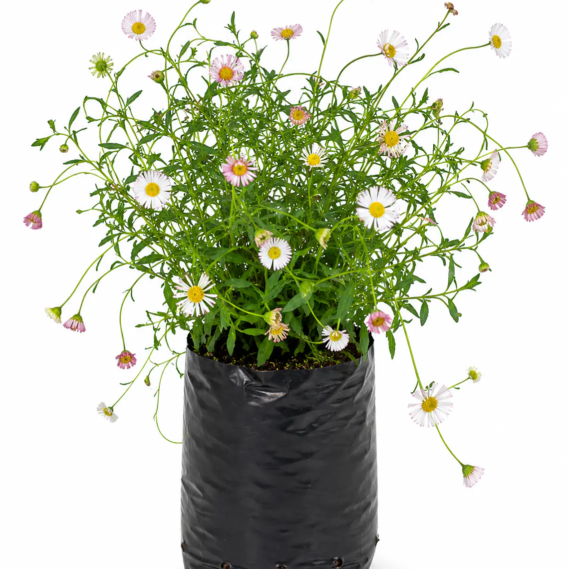 Vitadinia (Vittadinia spp.) 1