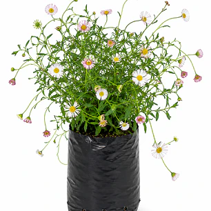 Vitadinia (Vittadinia spp.)