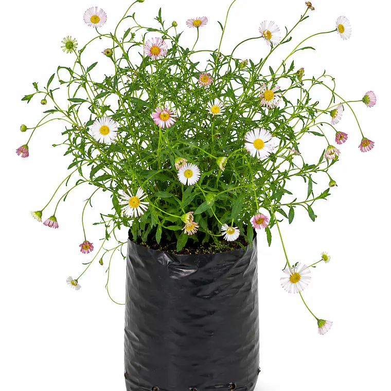 Vitadinia (Vittadinia spp.) 1