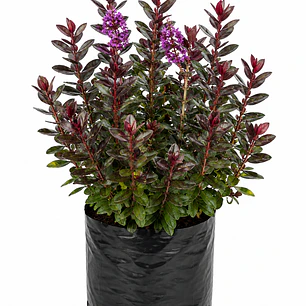 Veronica Hebe Rubra