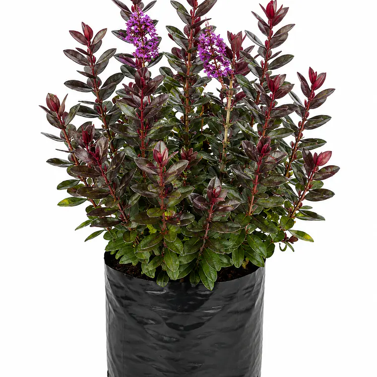 Veronica Hebe Rubra 1