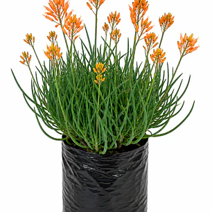 Bulbine