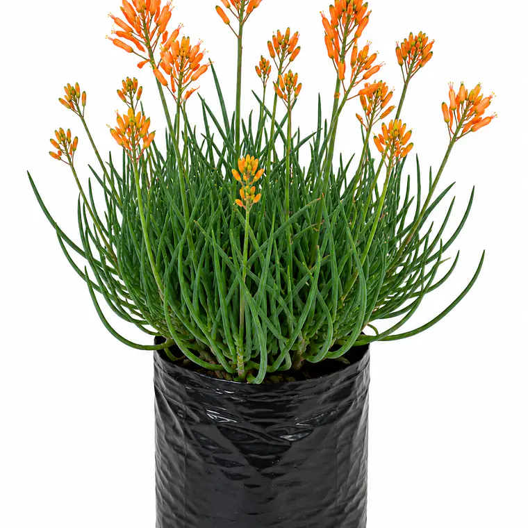 Bulbine 1