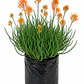Bulbine - Miniatura 1