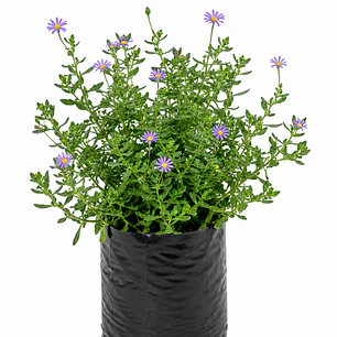Agatea (Felicia amelloides)