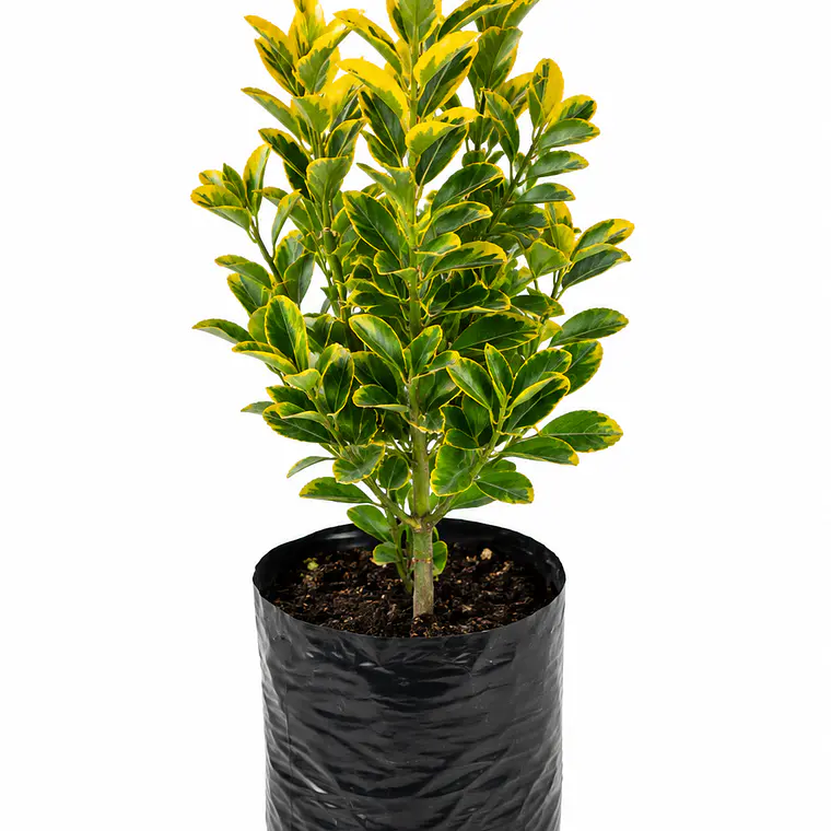 Evónimo Variegado (Euonymus japonicus) 1