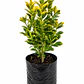 Evónimo Variegado (Euonymus japonicus) - Miniatura 1