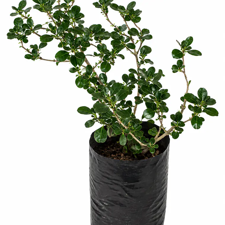 Coprosma verde (Coprosma repens) 1