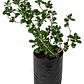 Coprosma verde (Coprosma repens) - Miniatura 1