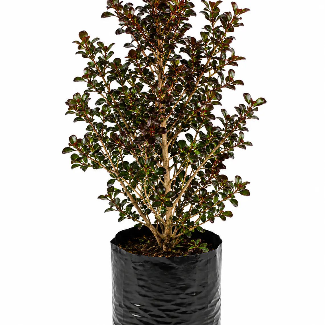 Coprosma Rainbow Surprise 1