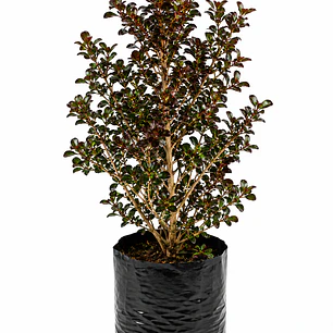 Coprosma Rainbow Surprise