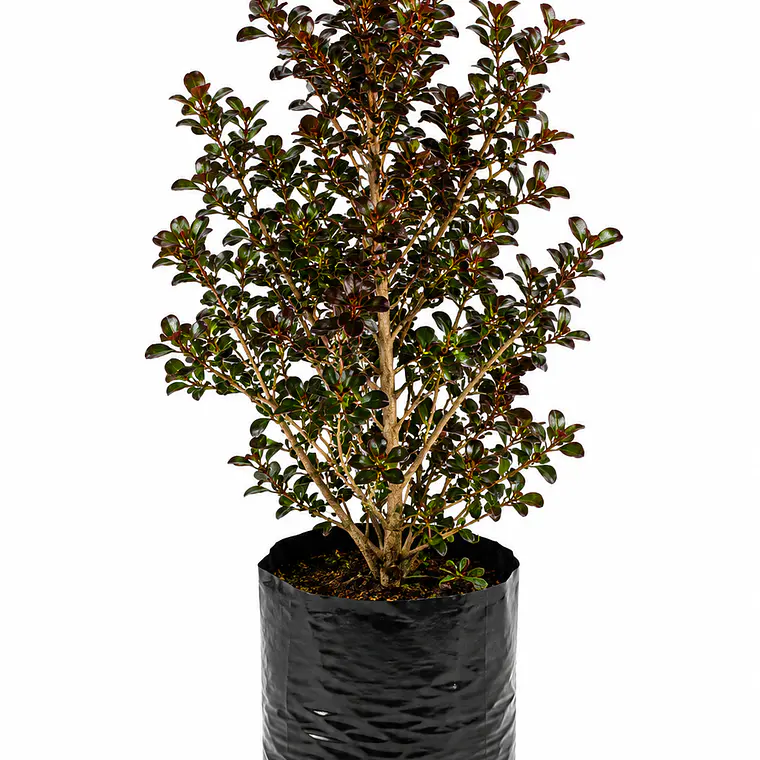 Coprosma Rainbow Surprise 1