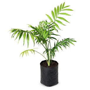 Palmera Chamaedorea