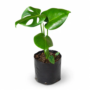 Monstera