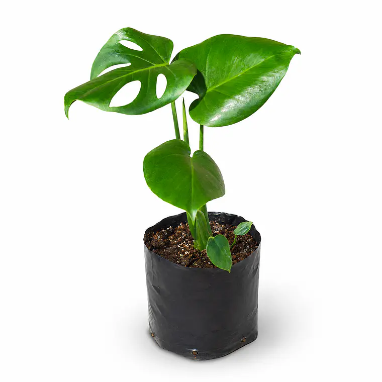Monstera 1