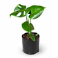 Monstera - Miniatura 1
