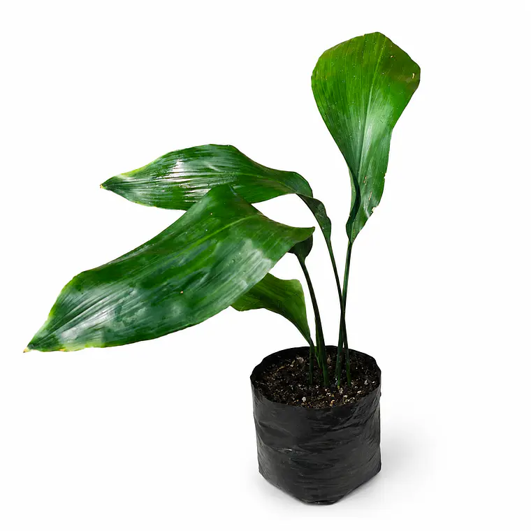 Aspidistra 1