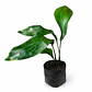 Aspidistra - Miniatura 1