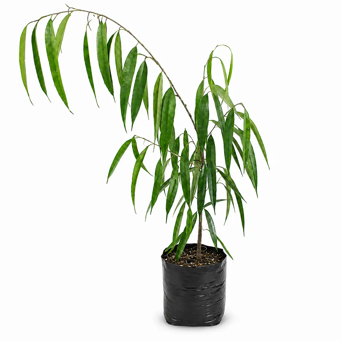Ficus Ali 1