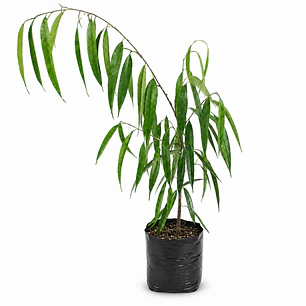 Ficus Ali