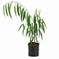 Ficus Ali - Miniatura 1