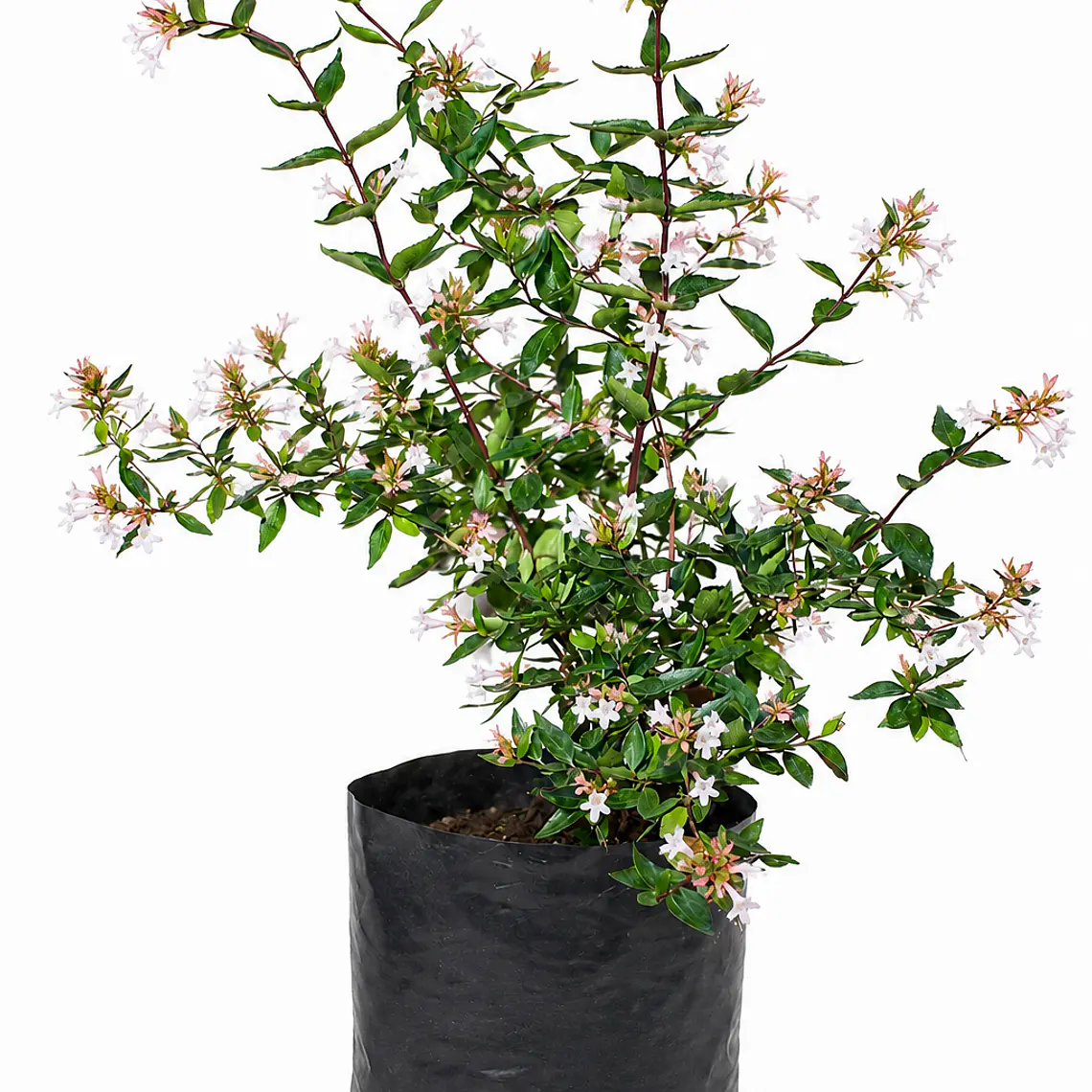 Abelia Grandiflora 1