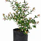 Abelia Grandiflora - Miniatura 1