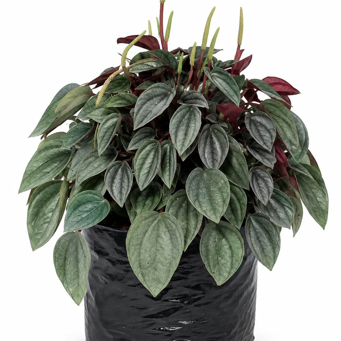 Peperomia Napoli Nights 1
