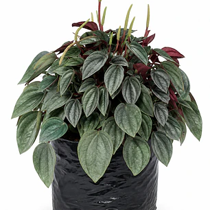 Peperomia Napoli Nights