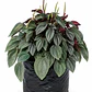 Peperomia Napoli Nights - Miniatura 1