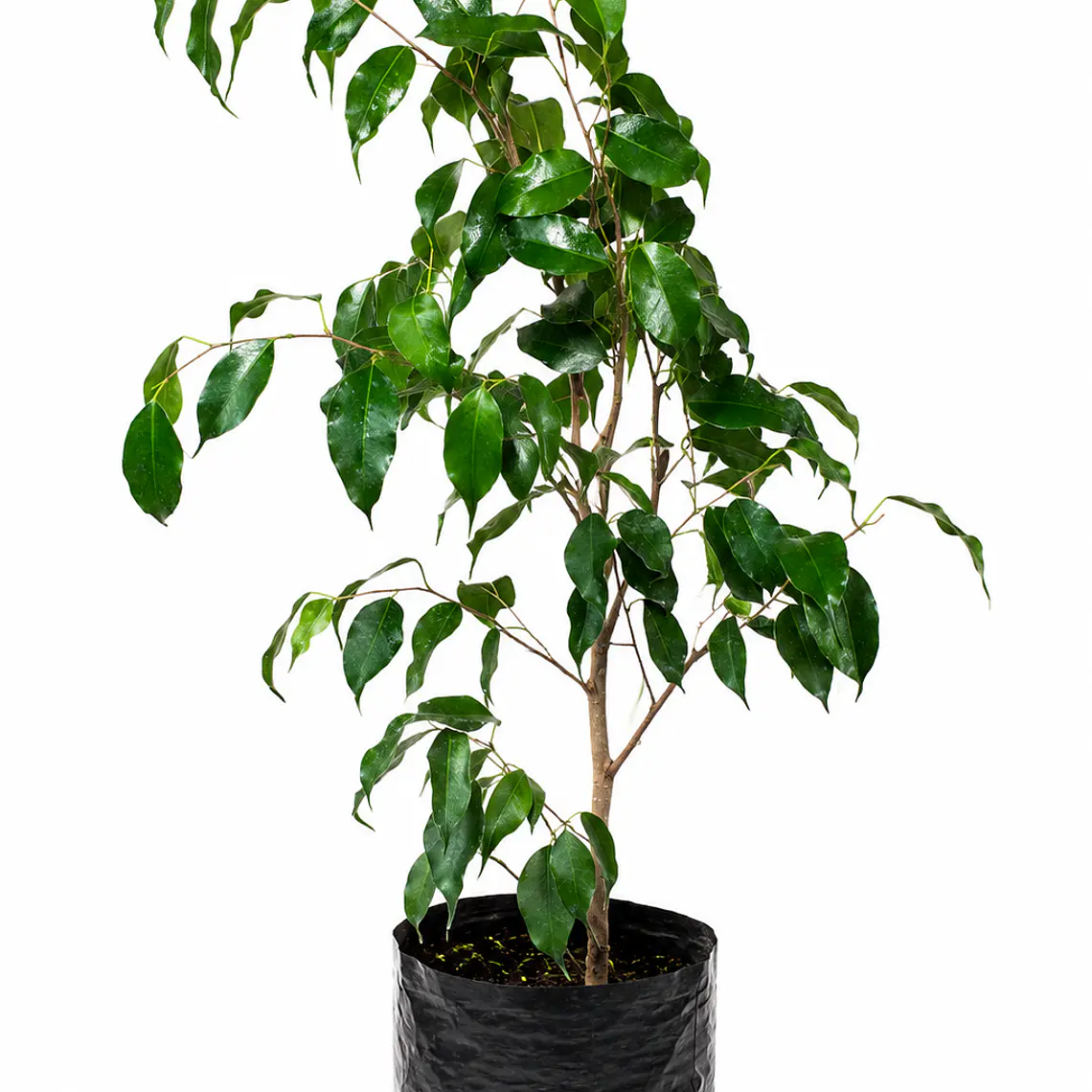 Ficus Benjamina 1
