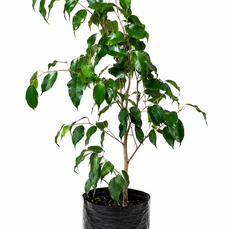 Ficus Benjamina 1