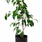 Ficus Benjamina - Miniatura 1