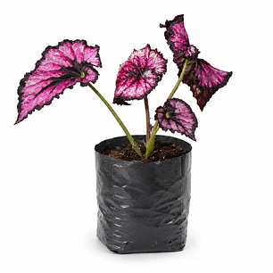 Begonia Rex