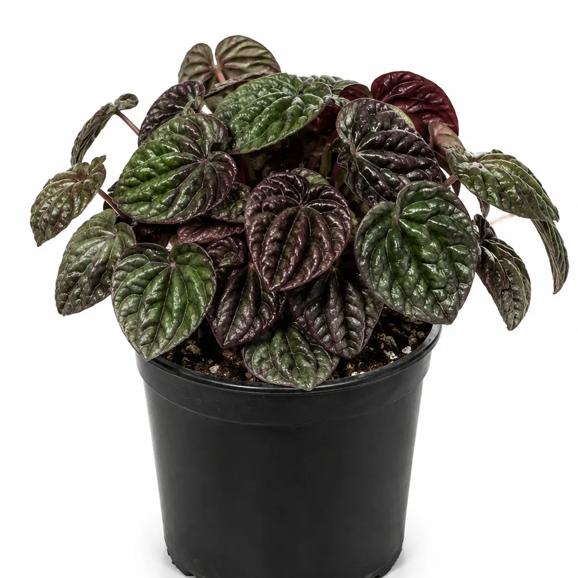 Peperomia Caperata 1