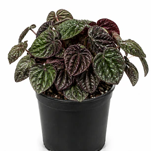 Peperomia Caperata