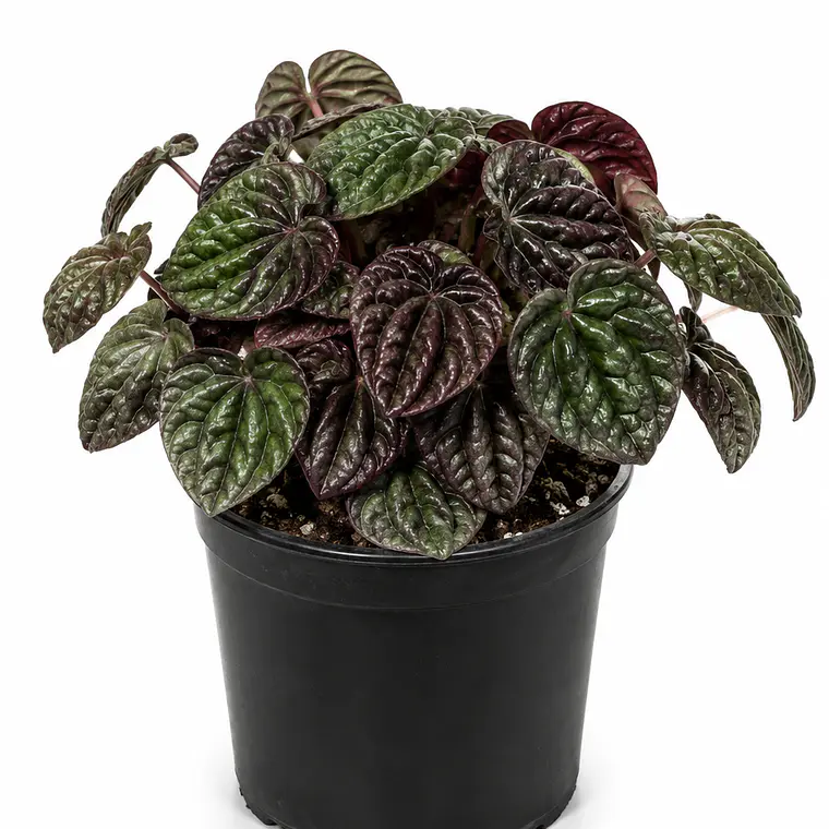 Peperomia Caperata 1