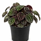 Peperomia Caperata - Miniatura 1