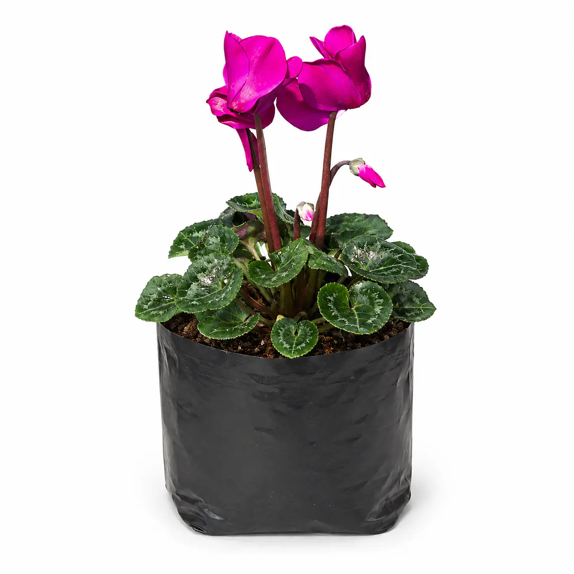 Cyclamen 1
