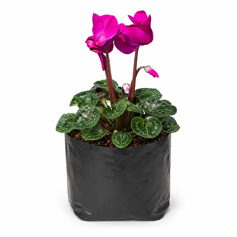 Cyclamen 1