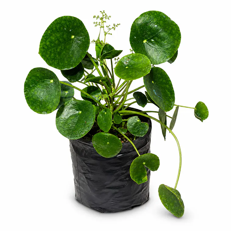 Pilea Peperomioides 1