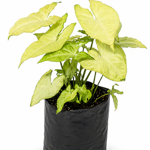 Singonio Amarillo