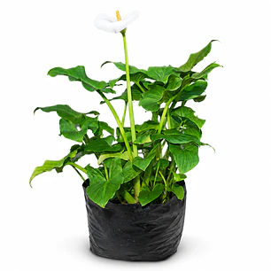 Las Calas Enanas (Zantedeschia spp.)