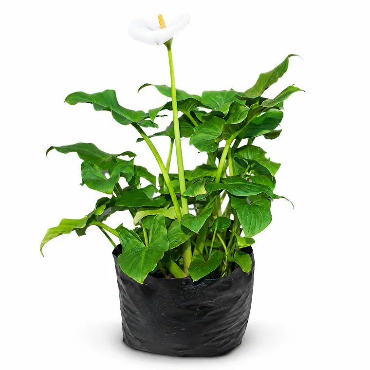 Las Calas Enanas (Zantedeschia spp.) 1