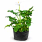 Las Calas Enanas (Zantedeschia spp.) - Miniatura 1