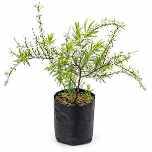 Spirea