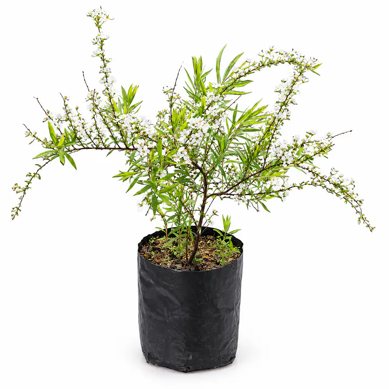 Spirea 1